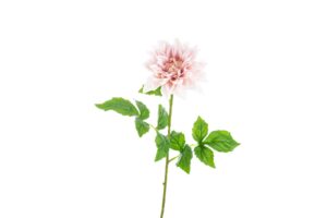 DALIA IN PLASTICA REAL TOUCH 54CM COL.ROSA CHIARO