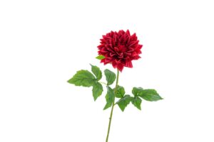 DALIA IN PLASTICA REAL TOUCH 54CM COL.ROSSO