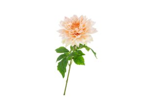 DALIA IN PLASTICA REAL TOUCH 70CM COL.CHAMPAGNE