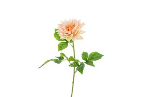 DALIA IN PLASTICA REAL TOUCH 54CM COL.CHAMPAGNE