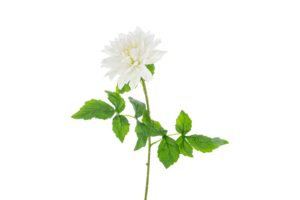 DALIA IN PLASTICA REAL TOUCH 54CM COL.BIANCO