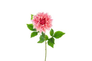 DALIA IN PLASTICA REAL TOUCH 54CM COL.ROSA SCURO