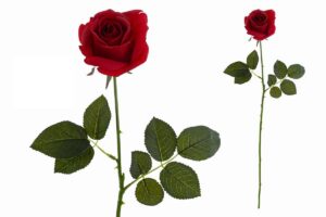 FIORE ARTIFICIALE REAL TOUCH ROSA COL.ROSSO 65CM